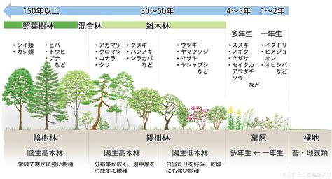 陽樹 種類|植物の名前一覧(生物基礎第4章『植生の多様性と分布』)